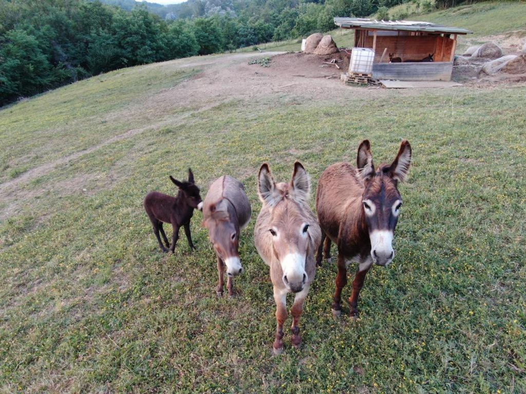 Agriturismo Alba Del Borgo Fidenza Εξωτερικό φωτογραφία